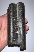 Load image into Gallery viewer, GEM Rare ENORMOUS Ice Age Fossil Giant Ground Sloth Eremotherium Tooth 4.73 Inches
