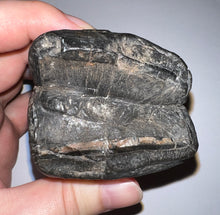 Load image into Gallery viewer, GEM Rare ENORMOUS Ice Age Fossil Giant Ground Sloth Eremotherium Tooth 4.73 Inches
