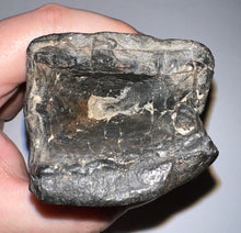 Load image into Gallery viewer, GEM Rare ENORMOUS Ice Age Fossil Giant Ground Sloth Eremotherium Tooth 4.73 Inches
