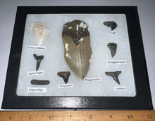 Load image into Gallery viewer, Labeled 8 Shark Tooth Collection in a Riker Mount with a Megalodon
