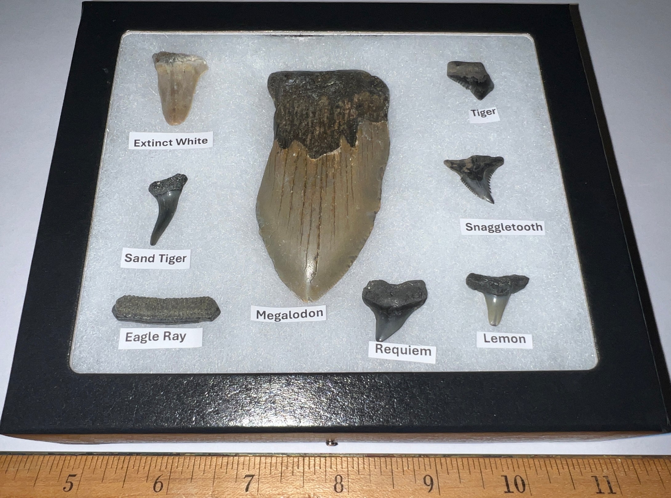 Labeled 8 Shark Tooth Collection in a Riker Mount with a Megalodon