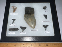 Load image into Gallery viewer, Labeled 8 Shark Tooth Collection in a Riker Mount with a Megalodon
