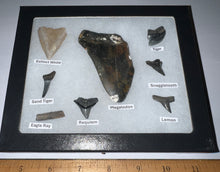 Load image into Gallery viewer, Labeled 8 Shark Tooth Collection in a Riker Mount with a Megalodon
