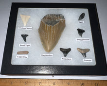 Load image into Gallery viewer, Labeled 8 Shark Tooth Collection in a Riker Mount with a Megalodon
