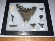 Load image into Gallery viewer, Labeled 8 Shark Tooth Collection in a Riker Mount with a Megalodon

