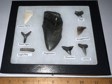 Load image into Gallery viewer, Labeled 8 Shark Tooth Collection in a Riker Mount with a Megalodon
