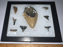 Load image into Gallery viewer, Labeled 8 Shark Tooth Collection in a Riker Mount with a Megalodon
