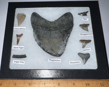Load image into Gallery viewer, Labeled 8 Shark Tooth Collection in a Riker Mount with a Megalodon
