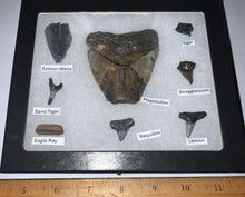 Load image into Gallery viewer, Labeled 8 Shark Tooth Collection in a Riker Mount with a Megalodon
