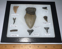 Load image into Gallery viewer, Labeled 8 Shark Tooth Collection in a Riker Mount with a Megalodon
