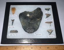Load image into Gallery viewer, Labeled 8 Shark Tooth Collection in a Riker Mount with a Megalodon
