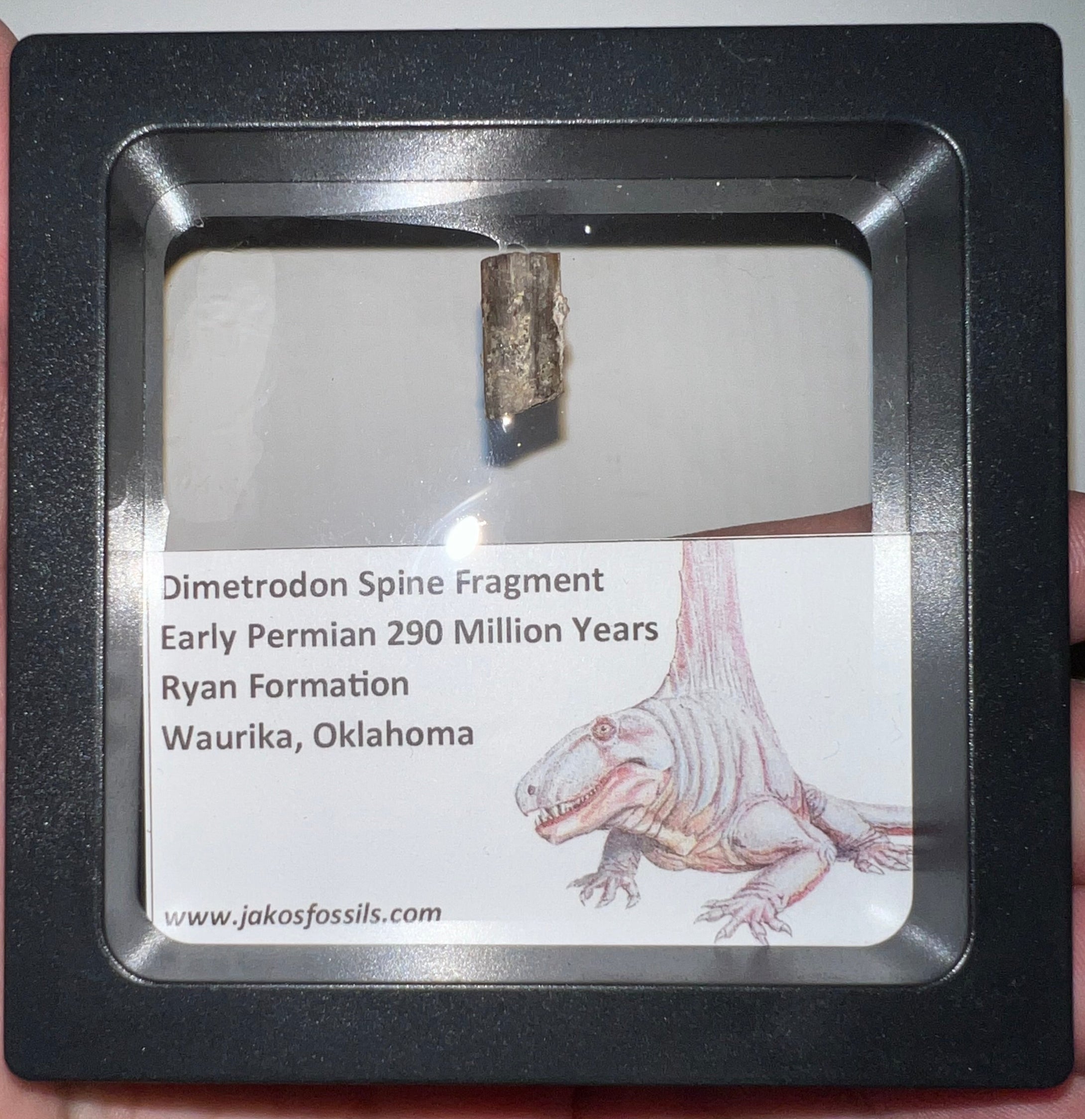 Framed Dimetrodon Fossil Spine Fragment One per Order .3-.5 Inches!