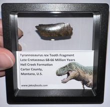 Load image into Gallery viewer, Framed Tyrannosaurus Rex Fossil Tooth Fragment 1.35 Inches
