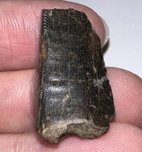 Load image into Gallery viewer, Framed Tyrannosaurus Rex Fossil Tooth Fragment 1.07 Inches
