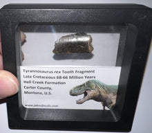 Load image into Gallery viewer, Framed Tyrannosaurus Rex Fossil Tooth Fragment 1.07 Inches
