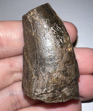 Load image into Gallery viewer, Tyrannosaurus Rex Fossil Tooth 1.78 Inches Hell Creek Formation Montana NO REPAIR!
