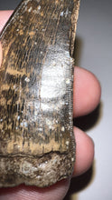 Load image into Gallery viewer, Tyrannosaurus Rex Fossil Tooth 1.78 Inches Hell Creek Formation Montana NO REPAIR!
