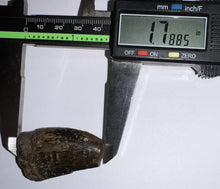 Load image into Gallery viewer, Tyrannosaurus Rex Fossil Tooth 1.78 Inches Hell Creek Formation Montana NO REPAIR!
