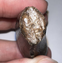 Load image into Gallery viewer, Tyrannosaurus Rex Fossil Tooth 1.78 Inches Hell Creek Formation Montana NO REPAIR!
