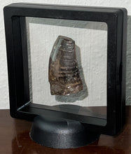 Load image into Gallery viewer, Tyrannosaurus Rex Fossil Tooth 1.78 Inches Hell Creek Formation Montana NO REPAIR!
