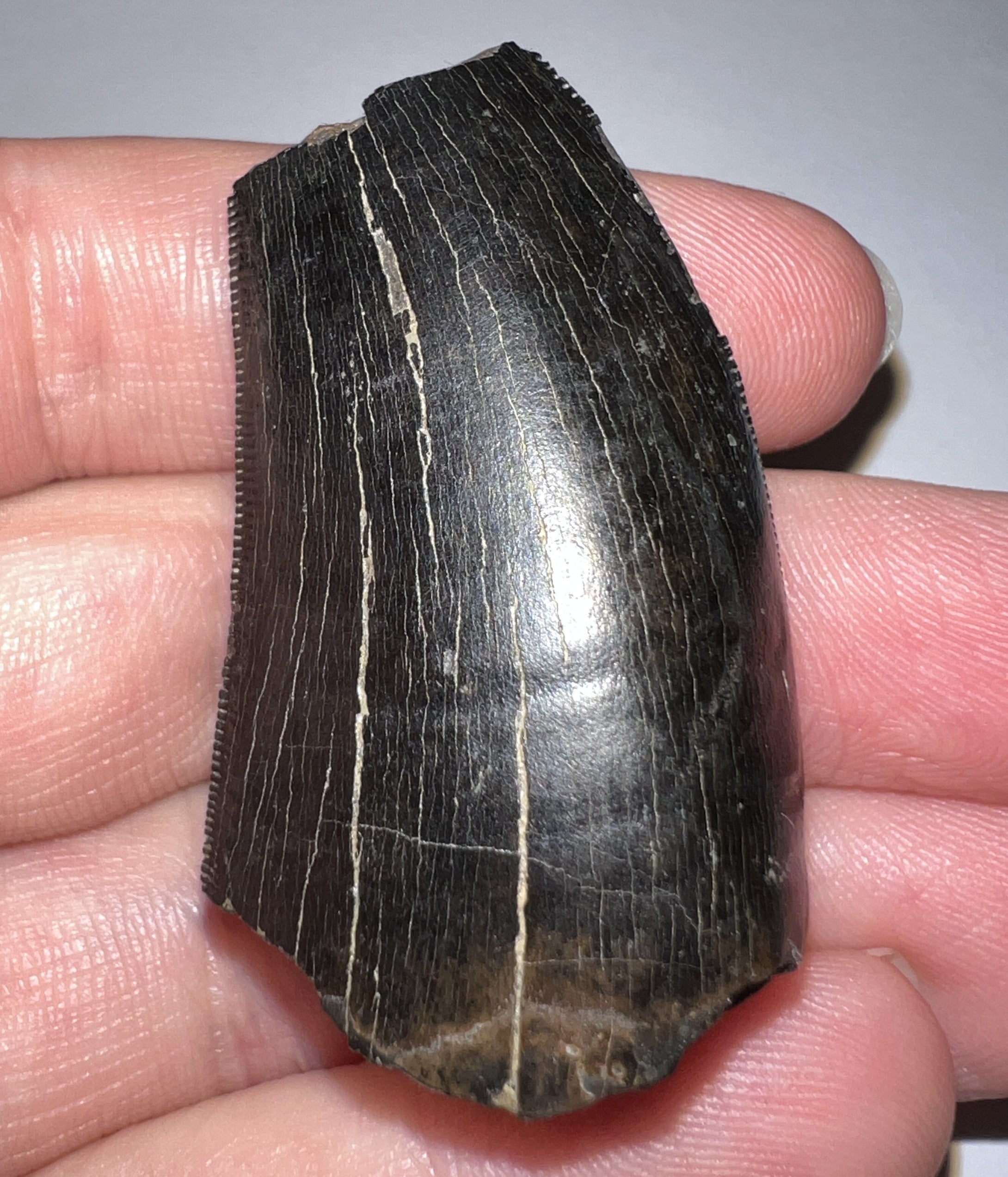 Tyrannosaurus Rex Fossil Tooth 1.76 Inches Hell Creek Formation Montana NO REPAIR!