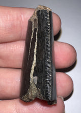 Load image into Gallery viewer, Tyrannosaurus Rex Fossil Tooth 1.76 Inches Hell Creek Formation Montana NO REPAIR!
