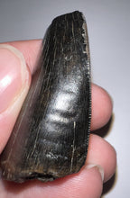 Load image into Gallery viewer, Tyrannosaurus Rex Fossil Tooth 1.76 Inches Hell Creek Formation Montana NO REPAIR!
