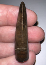 Load image into Gallery viewer, GEM Tyrannosaurus Rex Fossil Tooth 1.71 Inches Hell Creek Formation Montana
