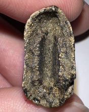 Load image into Gallery viewer, GEM Tyrannosaurus Rex Fossil Tooth 1.71 Inches Hell Creek Formation Montana
