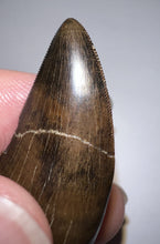 Load image into Gallery viewer, GEM Tyrannosaurus Rex Fossil Tooth 1.71 Inches Hell Creek Formation Montana
