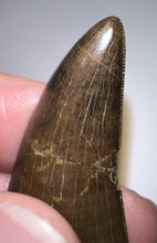 Load image into Gallery viewer, GEM Tyrannosaurus Rex Fossil Tooth 1.71 Inches Hell Creek Formation Montana
