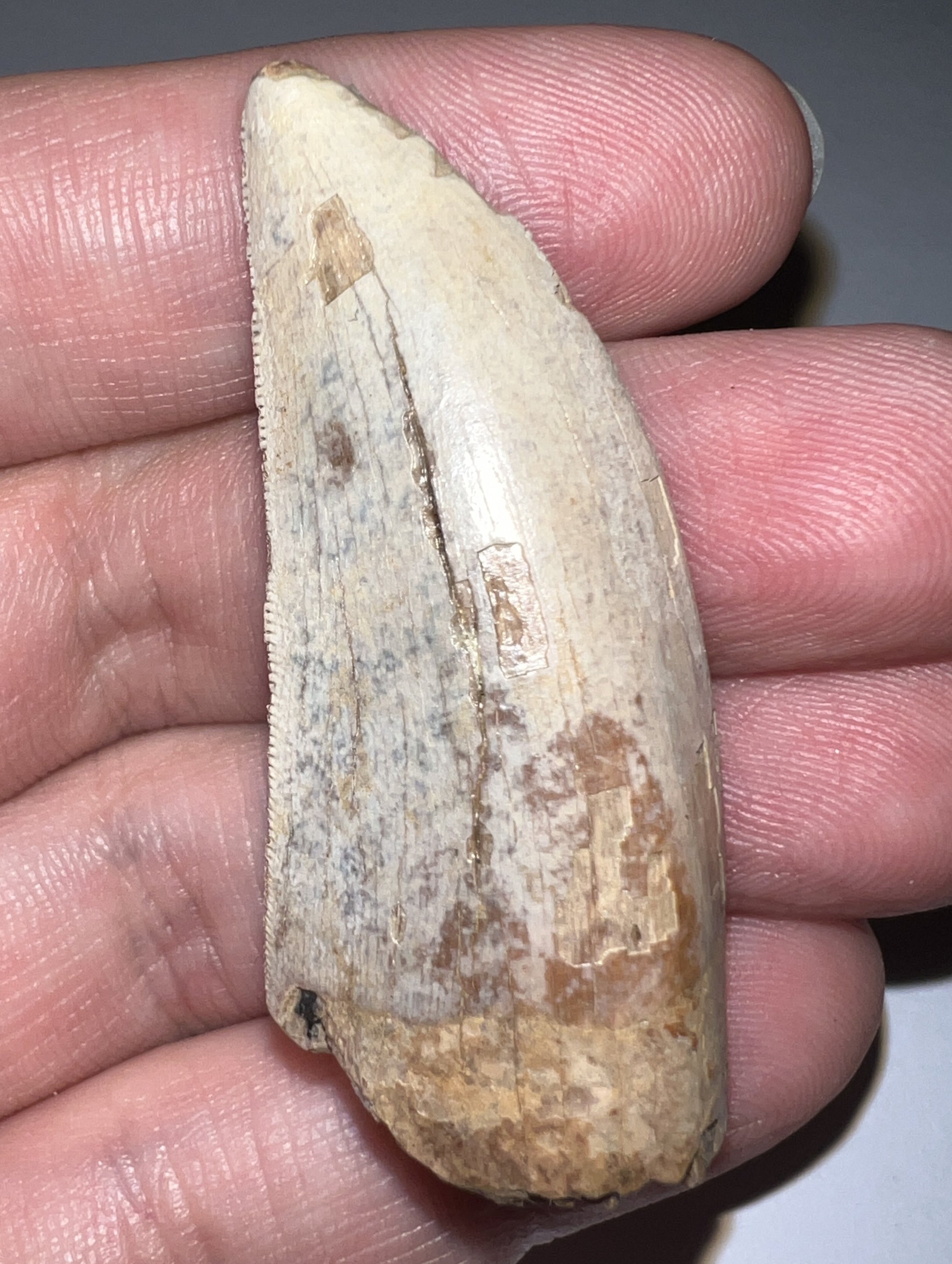 GEM Tyrannosaurus Rex Fossil Tooth 2.05 Inches Hell Creek Formation Montana NO REPAIR! SUPER RARE COLOR!