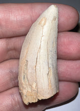Load image into Gallery viewer, GEM Tyrannosaurus Rex Fossil Tooth 2.05 Inches Hell Creek Formation Montana NO REPAIR! SUPER RARE COLOR!
