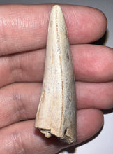 Load image into Gallery viewer, GEM Tyrannosaurus Rex Fossil Tooth 2.05 Inches Hell Creek Formation Montana NO REPAIR! SUPER RARE COLOR!
