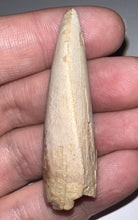 Load image into Gallery viewer, GEM Tyrannosaurus Rex Fossil Tooth 2.05 Inches Hell Creek Formation Montana NO REPAIR! SUPER RARE COLOR!
