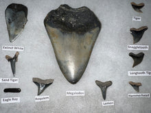 Load image into Gallery viewer, XL Premium Labeled 10 Shark Tooth Collection in a Riker Mount with a Megalodon
