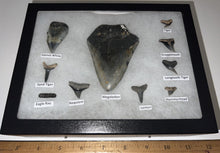 Load image into Gallery viewer, XL Premium Labeled 10 Shark Tooth Collection in a Riker Mount with a Megalodon
