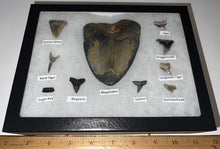 Load image into Gallery viewer, XL Premium Labeled 10 Shark Tooth Collection in a Riker Mount with a Megalodon
