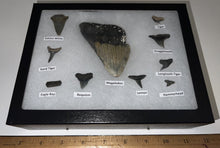 Load image into Gallery viewer, XL Premium Labeled 10 Shark Tooth Collection in a Riker Mount with a Megalodon
