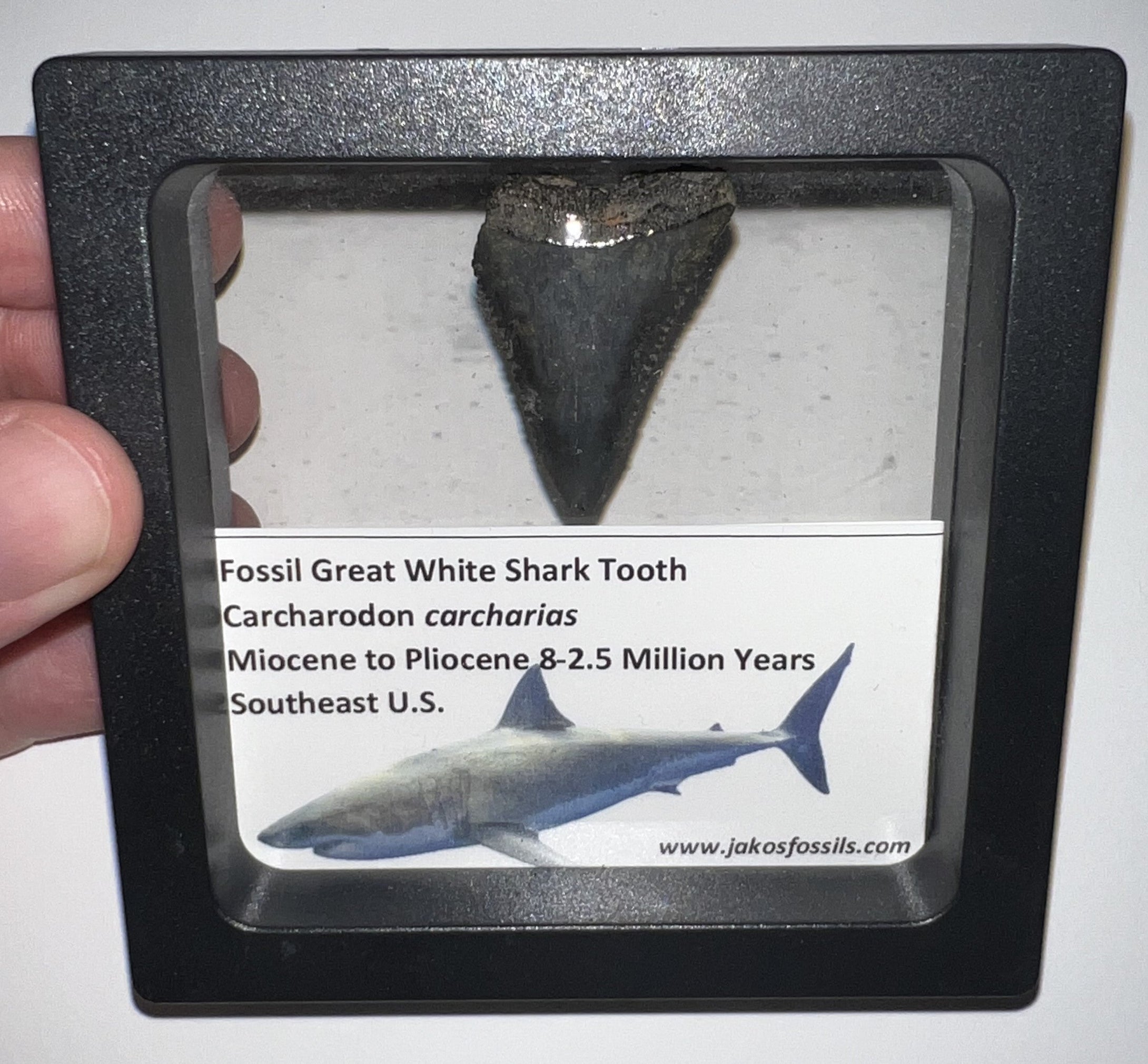 Framed Fossil Great White Shark Teeth with info card One Per Order