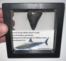 Load image into Gallery viewer, Framed Fossil Great White Shark Teeth with info card One Per Order
