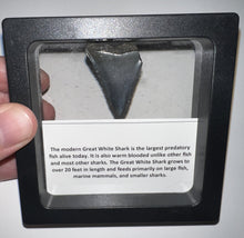 Load image into Gallery viewer, Framed Fossil Great White Shark Teeth with info card One Per Order
