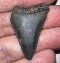 Load image into Gallery viewer, Framed Fossil Great White Shark Teeth with info card One Per Order
