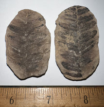 Load image into Gallery viewer, Fossil Tree Ferns from Mazon Creek both halves 1.5 to 2 Inches One Pair Per Order
