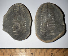 Load image into Gallery viewer, Fossil Tree Ferns from Mazon Creek both halves 1.5 to 2 Inches One Pair Per Order
