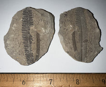 Load image into Gallery viewer, Fossil Tree Ferns from Mazon Creek both halves 1.5 to 2 Inches One Pair Per Order
