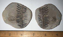 Load image into Gallery viewer, Fossil Tree Ferns from Mazon Creek both halves 1.5 to 2 Inches One Pair Per Order
