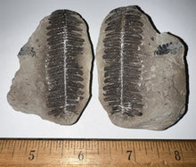 Load image into Gallery viewer, Fossil Tree Ferns from Mazon Creek both halves 1.5 to 2 Inches One Pair Per Order
