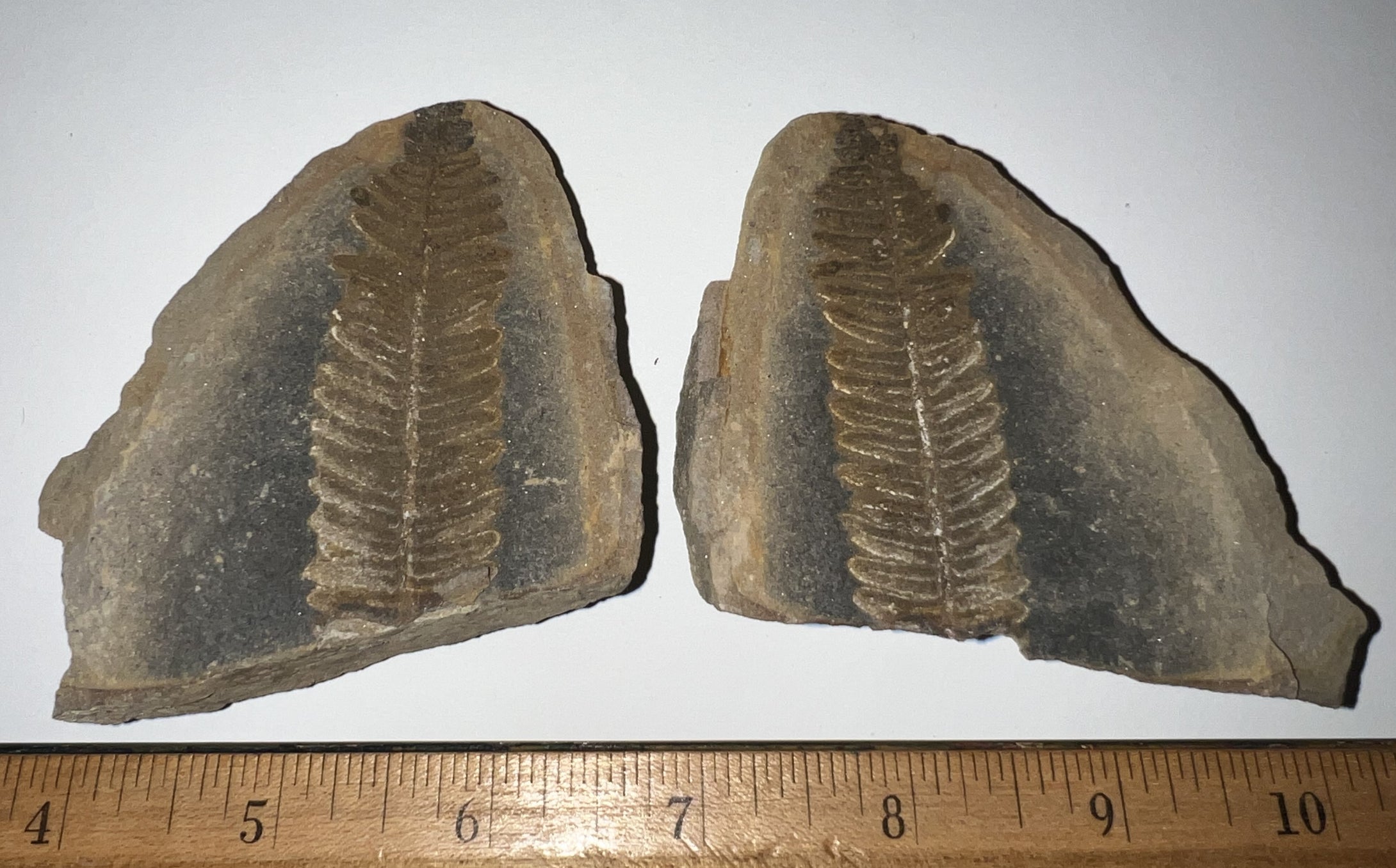 Large Fossil Tree Ferns from Mazon Creek both halves 2.25 to 3 Inches One Pair Per Order