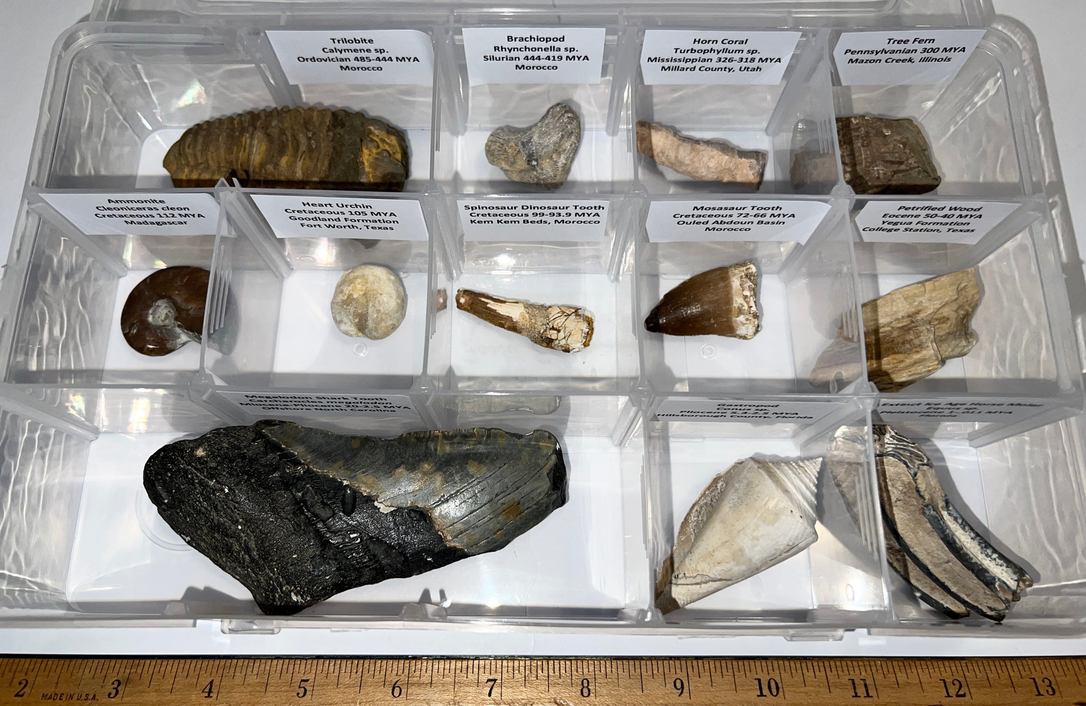 Large Beginner Collection of 12 labeled Fossils in a clear case. Includes Partial Megalodon Tooth, Trilobite, Spinosaur Tooth and more!